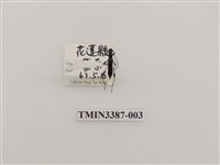 藏品(寶山長毛天牛)的圖片
